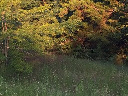 Semicircle of Trees